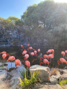 Temaikén: O maior ecoparque de preservação da vida animal na América Latina.